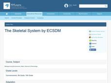 The Skeletal System Lesson Plan The Skeletal System Lesson Plan