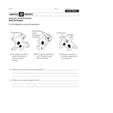 The World of Protists Worksheet The World of Protists Worksheet