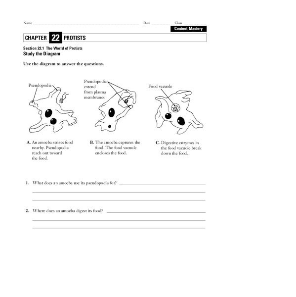 The World of Protists Worksheet The World of Protists Worksheet