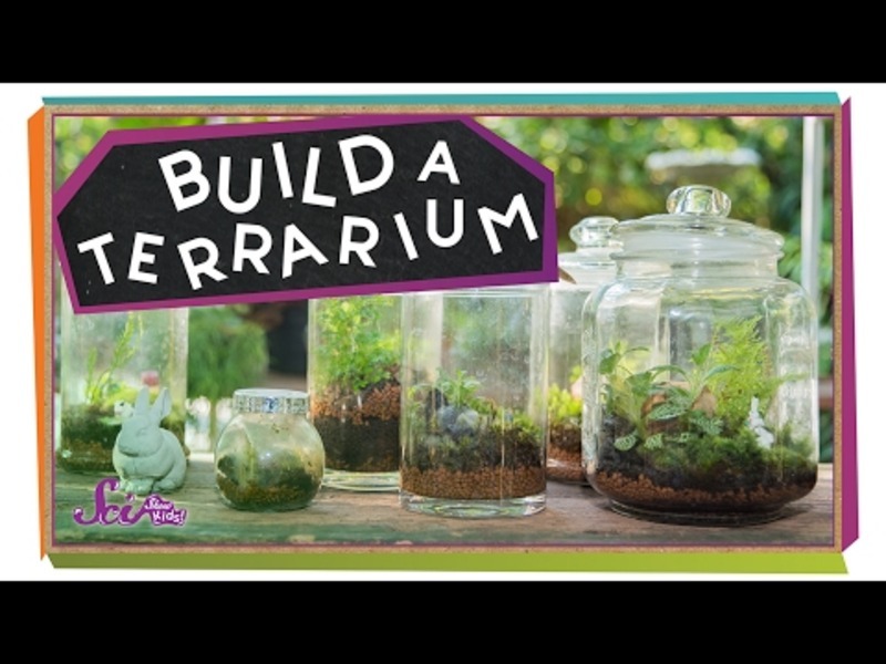 Build a Tiny Plant World! Instructional Video Build a Tiny Plant World! Instructional Video