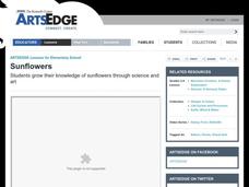 Sunflowers Lesson Plan Sunflowers Lesson Plan