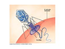 viruses PPT viruses PPT