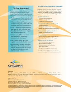 Whales Lesson Plan Whales Lesson Plan