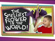 The World's Smelliest Flower Instructional Video The World's Smelliest Flower Instructional Video