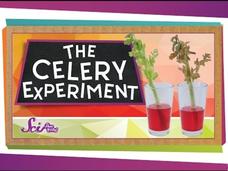 The Color-Changing Celery Experiment! Instructional Video The Color-Changing Celery Experiment! Instructional Video