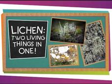 Lichen: Two Living Things In One Instructional Video Lichen: Two Living Things In One Instructional Video