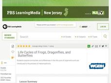 Life Cycles of Frogs, Dragonflies, And Butterflies Lesson Plan Life Cycles of Frogs, Dragonflies, And Butterflies Lesson Plan