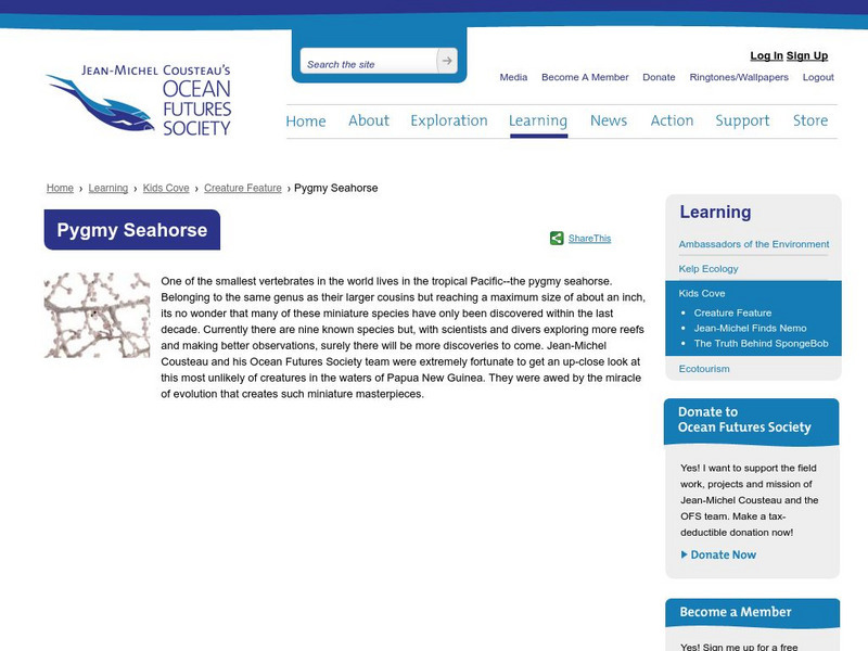 Ocean Futures: Kids: Creature Feature: Pygmy Seahorse Website Ocean Futures: Kids: Creature Feature: Pygmy Seahorse Website