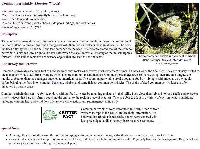 Rhode Island Habitat Restoration: Common Periwinkle Handout