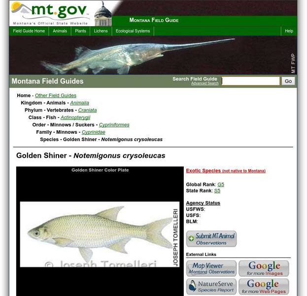 Montana Field Guide: Golden Shiner Notemigonus Crysoleucas Website Montana Field Guide: Golden Shiner Notemigonus Crysoleucas Website