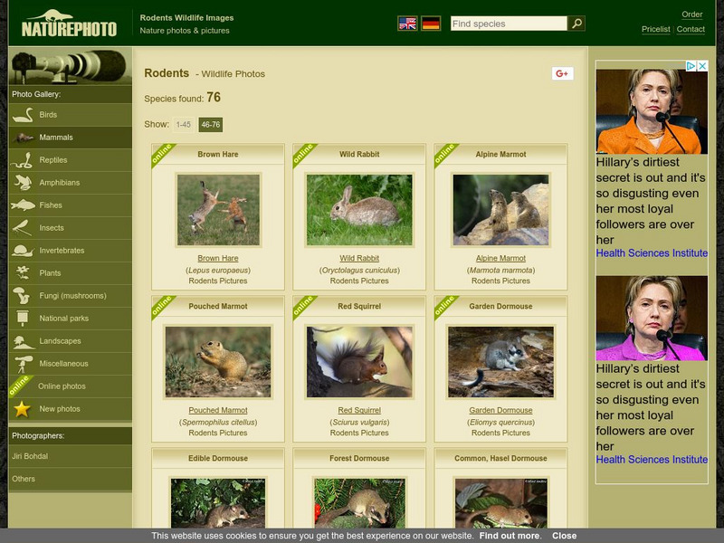 Naturephoto: Rodent Graphic Naturephoto: Rodent Graphic