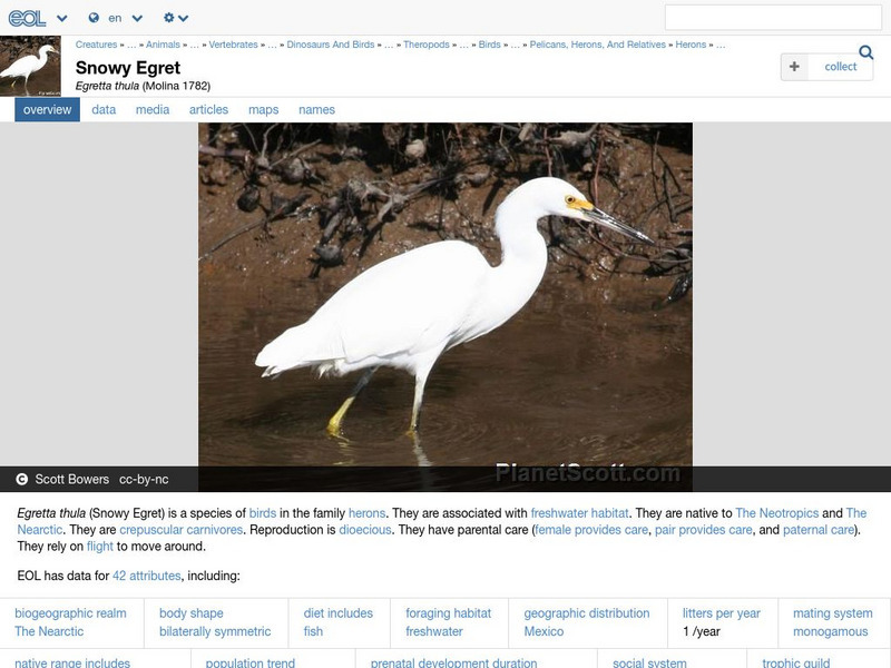 Encyclopedia of Life: Snowy Egret Handout