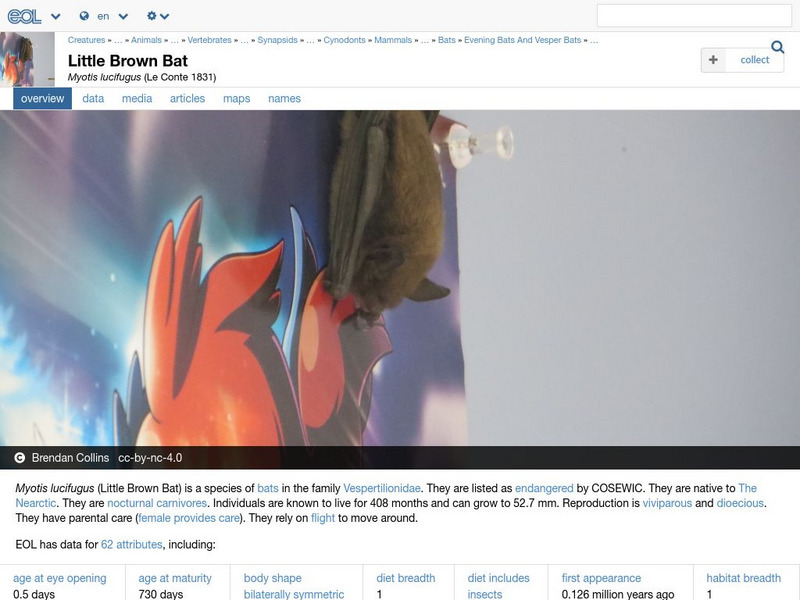 Encyclopedia of Life: Little Brown Bat Handout Encyclopedia of Life: Little Brown Bat Handout