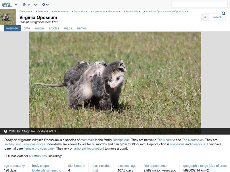 Encyclopedia of Life: Virginia Opossum Handout Encyclopedia of Life: Virginia Opossum Handout