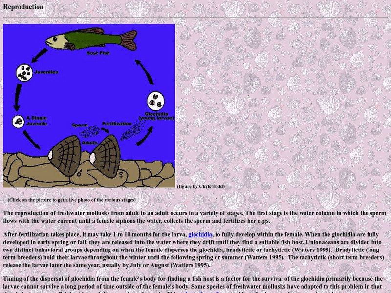 Marietta College: Mollusk Reproduction Handout Marietta College: Mollusk Reproduction Handout