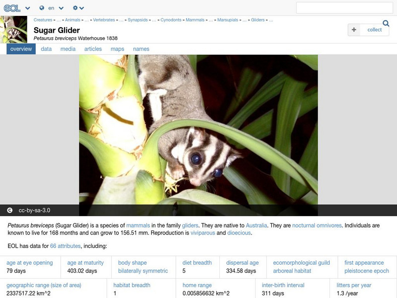 Encyclopedia of Life: Sugar Glider Handout Encyclopedia of Life: Sugar Glider Handout
