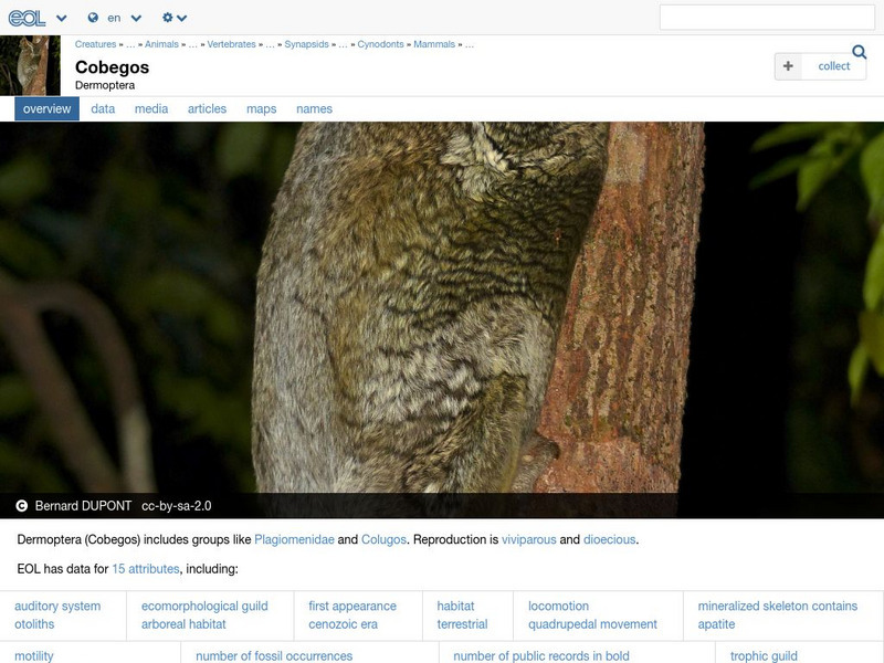 Encyclopedia of Life: Flying Lemurs Handout Encyclopedia of Life: Flying Lemurs Handout