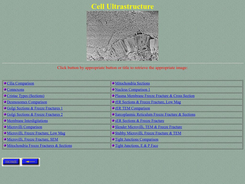University of Delaware: Cell Ultrastructure Graphic University of Delaware: Cell Ultrastructure Graphic