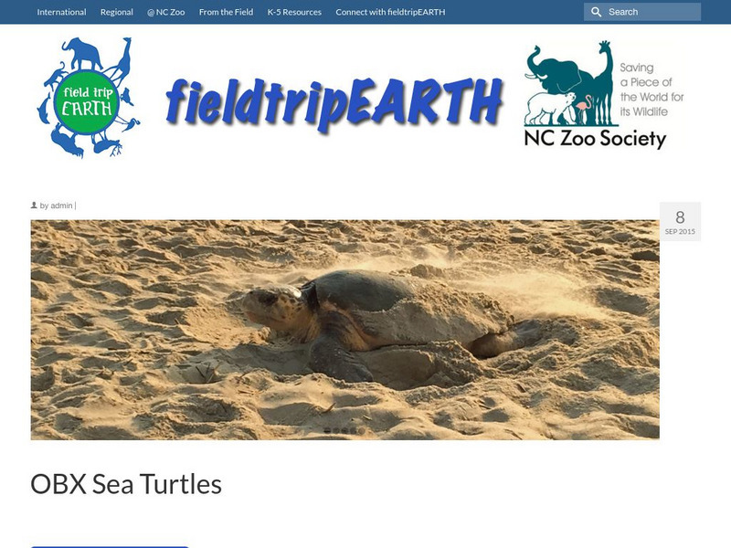Field Trip Earth: Obx Sea Turtles: Atlantic Sea Turtles Handout