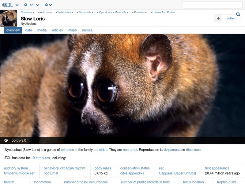 Encyclopedia of Life: Slow Lorises Handout Encyclopedia of Life: Slow Lorises Handout