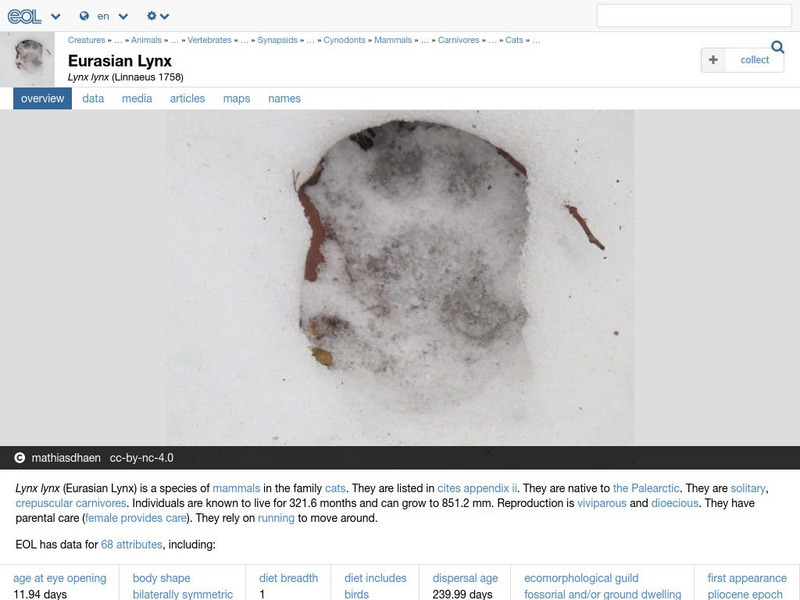 Encyclopedia of Life: Eurasian Lynx Handout