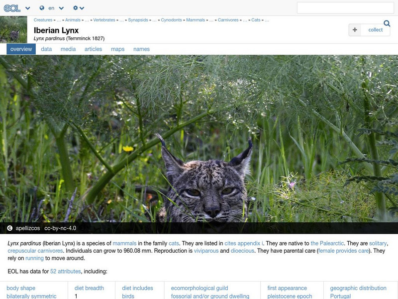 Encyclopedia of Life: Iberian Lynx Handout