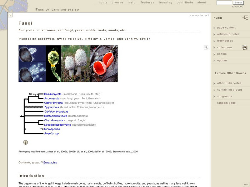 Tree of Life Web Project: Fungi Website