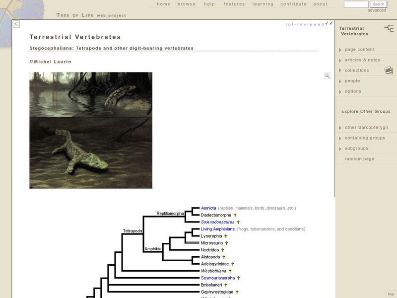 Tree of Life Web Project: Terrestrial Vertebrates Website Tree of Life Web Project: Terrestrial Vertebrates Website