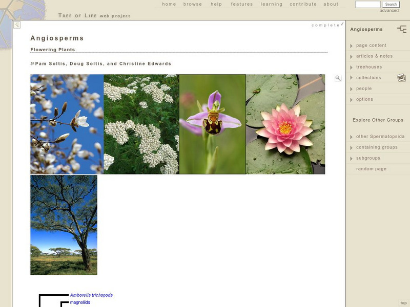 Tre of Life Web Project: Angiosperms Website Tre of Life Web Project: Angiosperms Website