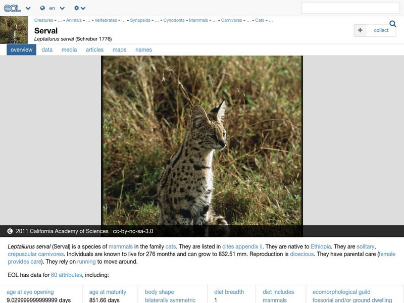 Encyclopedia of Life: Serval Handout
