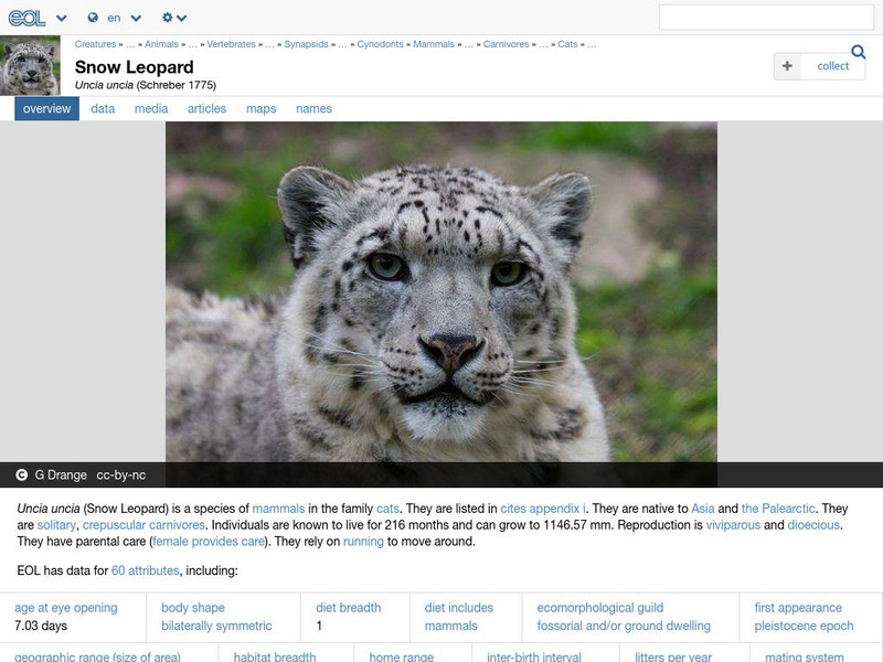 Encyclopedia of Life: Snow Leopard Handout