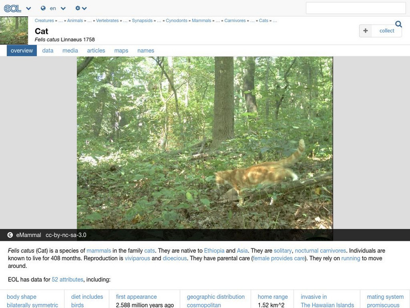 Encyclopedia of Life: Domestic Cat Handout Encyclopedia of Life: Domestic Cat Handout