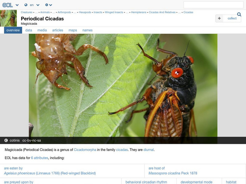 Encyclopedia of Life: Periodical Cicadas Handout Encyclopedia of Life: Periodical Cicadas Handout