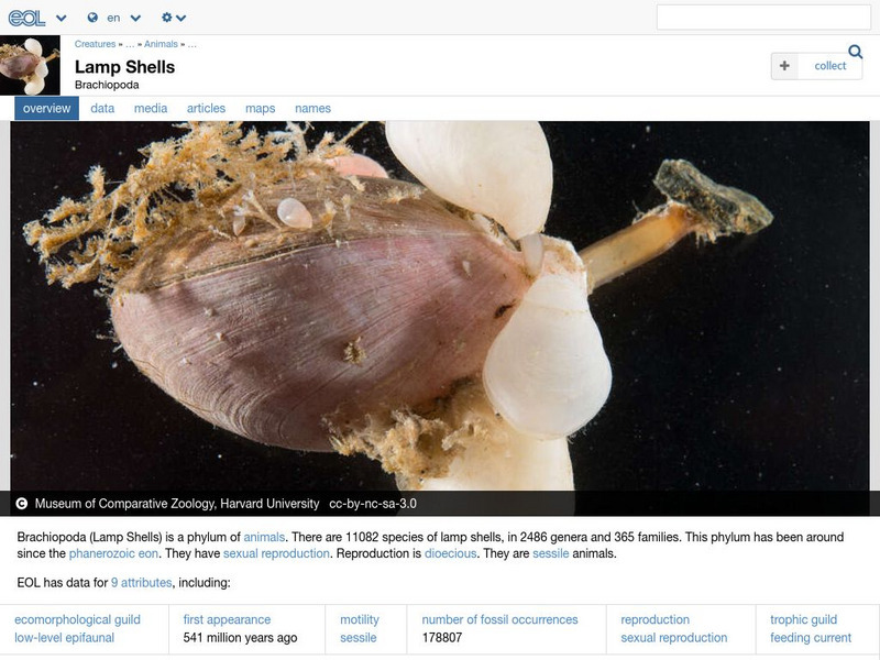 Encyclopedia of Life: Lamp Shells Handout