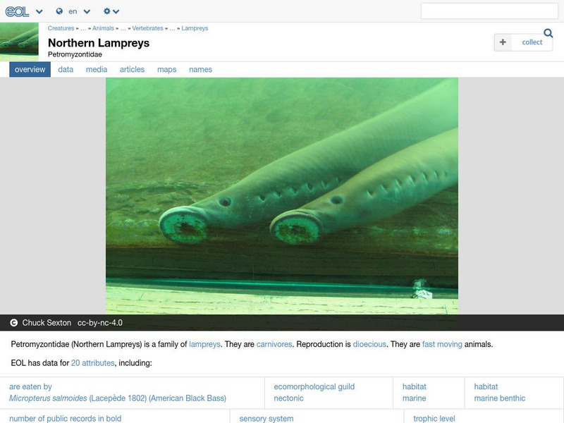 Encyclopedia of Life: Lampreys Handout