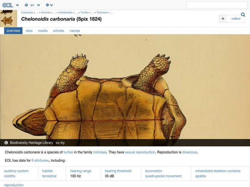 Encyclopedia of Life: Red Footed Tortoise Handout