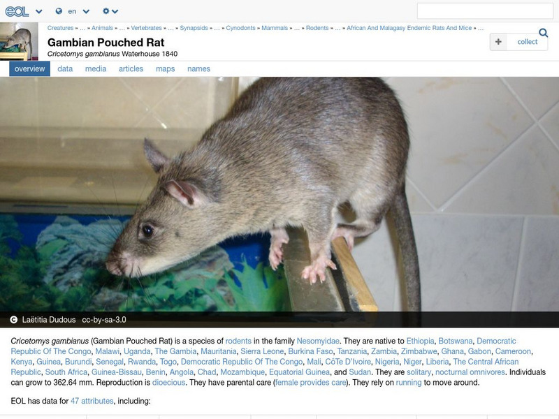 Encyclopedia of Life: Gambian Rat Handout
