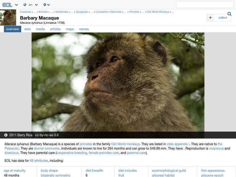Encyclopedia of Life: Barbary Macaque Handout Encyclopedia of Life: Barbary Macaque Handout