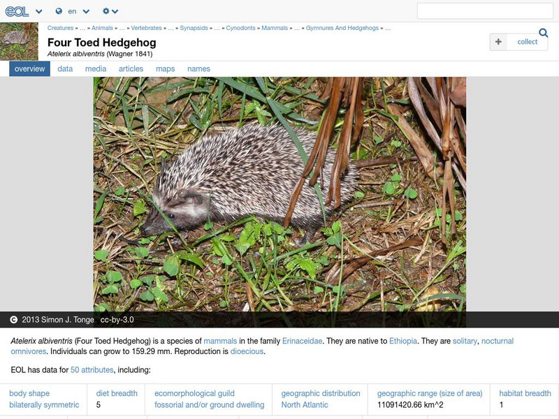 Encyclopedia of Life: Four Toed Hedgehog Handout