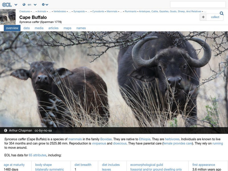 Encyclopedia of Life: Cape Buffalo Handout