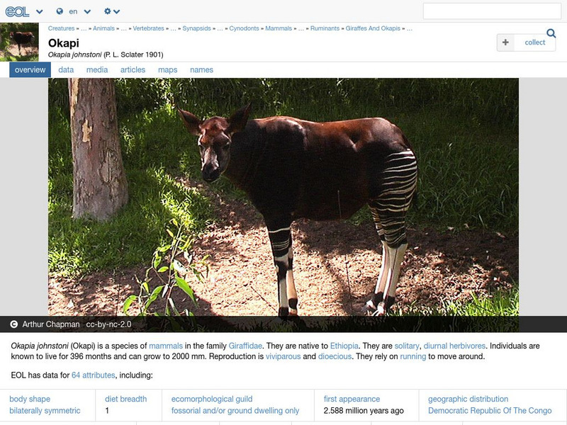 Encyclopedia of Life: Okapi Handout