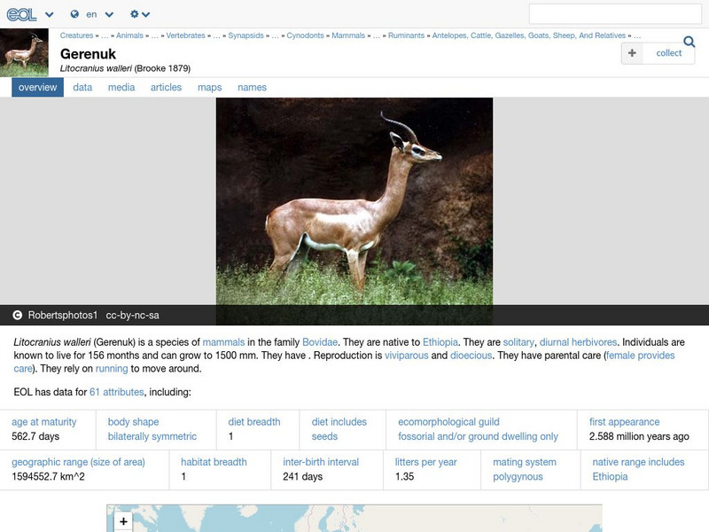 Encyclopedia of Life: Gerenuk Handout