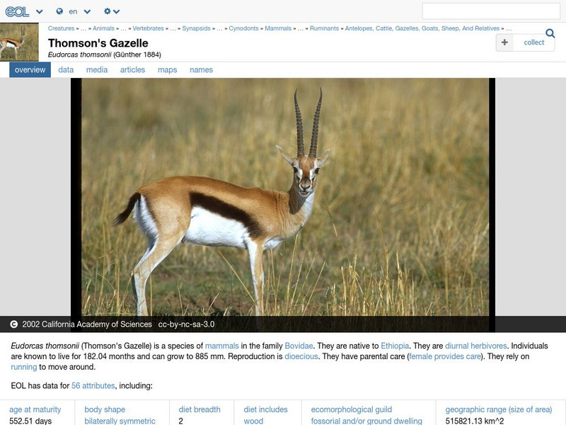Encyclopedia of Life: Thomson's Gazelle Handout Encyclopedia of Life: Thomson's Gazelle Handout