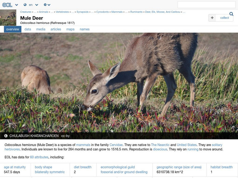 Encyclopedia of Life: Mule Deer Handout