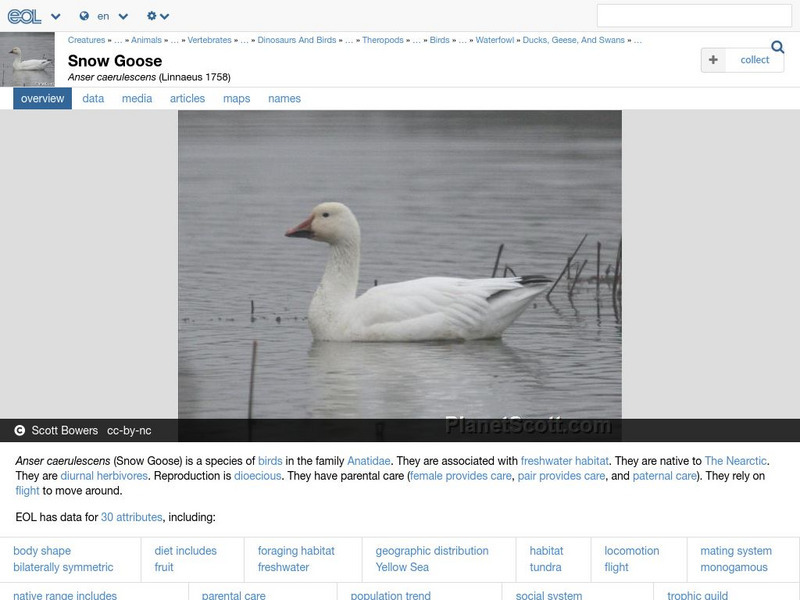 Encyclopedia of Life: Snow Goose Handout