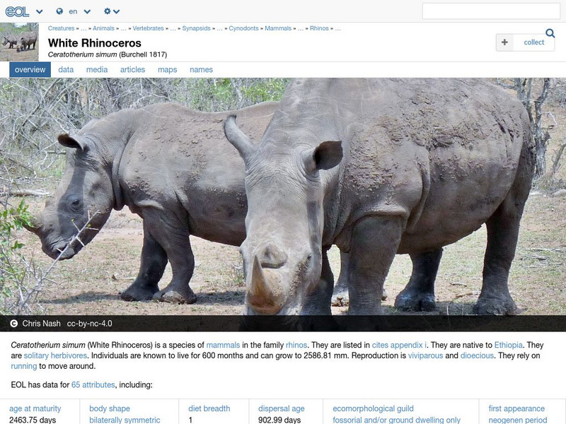 Encyclopedia of Life: White Rhinoceros Handout