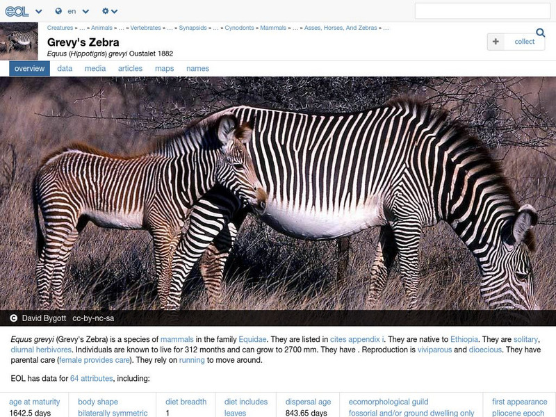 Encyclopedia of Life: Grevy's Zebra Handout