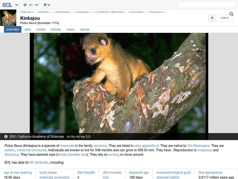 Encyclopedia of Life: Kinkajou Handout Encyclopedia of Life: Kinkajou Handout