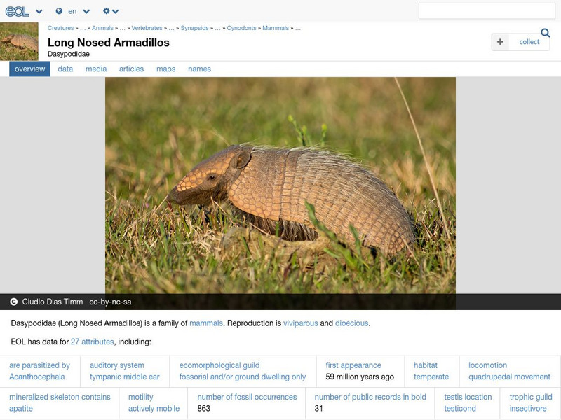 Encyclopedia of Life: Armadillos Handout Encyclopedia of Life: Armadillos Handout