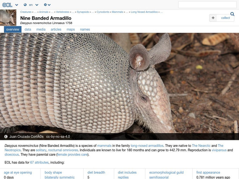 Encyclopedia of Life: Nine Banded Armadillo Handout